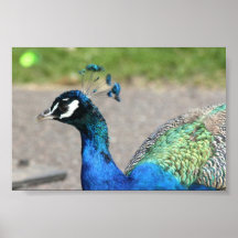 Beautiful Peacock Poster