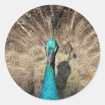 Beautiful peacock round stickers