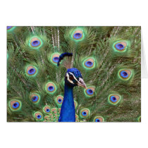 Beautiful peacock with its colourful tail opened