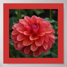 Beautiful Pedals! Framed Print