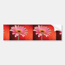 Beautiful Perfect pink and yellow gerbera daisy bumper stickers