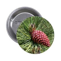 Beautiful Pine