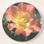 Beautiful pink and yellow Rose drink coaster