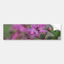 Beautiful Pink Flowers Bumper Stickers