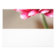 Beautiful pink gerbera on beige