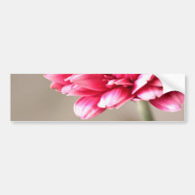 Beautiful pink gerbera on beige