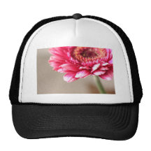 Beautiful pink gerbera on beige