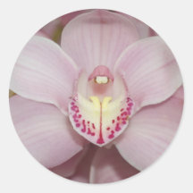 Beautiful Pink Iris Round Stickers