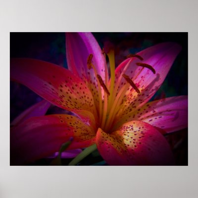 Beautiful Pink Lily Print by BlayzeInk