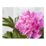 Beautiful pink peony flower floral postcard