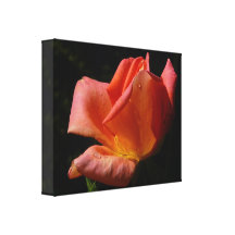 Beautiful Pink Rose Stretched Canvas Prints