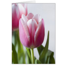 Beautiful Pink Tulip Greeting Cards