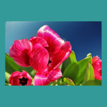 Beautiful pink tulip poster posters