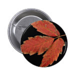 Beautiful Poison Ivy leaves Pinback Buttons