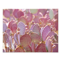 Beautiful purple cactus photograph