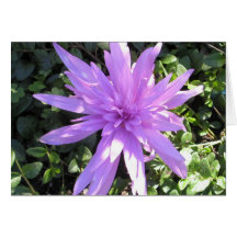 Beautiful Purple Flower Greeting Card