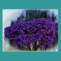 Beautiful purple flower's, on a postcard postcards