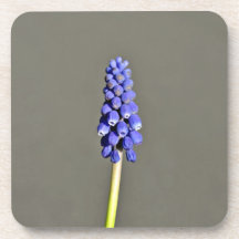 Beautiful Purple Grape Hyacinth Beverage Coasters