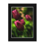 Beautiful Purple Tulip Postcard! (with border)