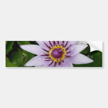 Beautiful Purple Water Lily Bumper Stickers