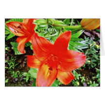 Beautiful Red Flowers In Garden Cards