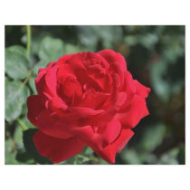 Beautiful red rose