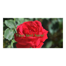 Beautiful red rose personalized photo card