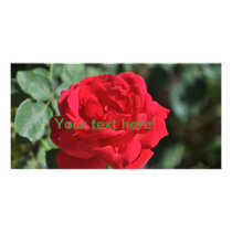Beautiful red rose
