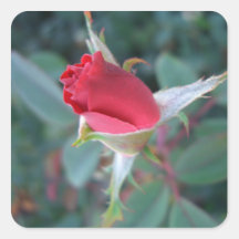 Beautiful Red Rosebud CricketDiane Roses Square Stickers