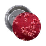 Beautiful Red Sea soft corals Pins