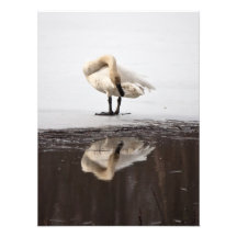 Beautiful Reflection Photo
