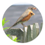 Beautiful Robin Eating Lunch Sticker