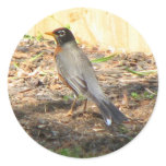 Beautiful Robin Round Sticker