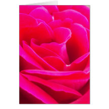 Beautiful Rose Greeting Cards