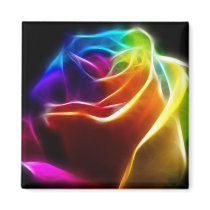 Beautiful Rose of Colours 1