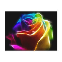 Beautiful Rose of Colours 1