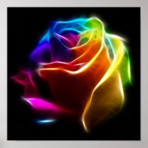 Beautiful Rose of Colours 1