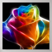 Beautiful Rose of Colours 2