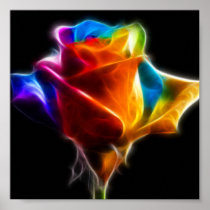 Beautiful Rose of Colours 4