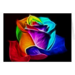 Beautiful Rose of Colours 5