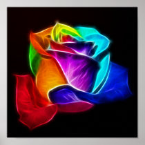 Beautiful Rose of Colours 5