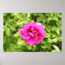 Beautiful Rose Poster