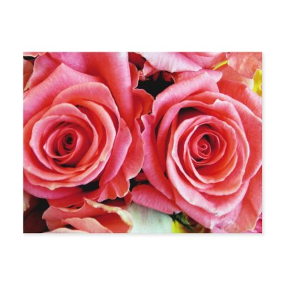 Beautiful Roses Postcard by teeboutique