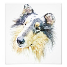 Beautiful Rough Collie dog art Photo