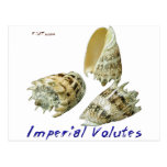 Beautiful Shells Postcards