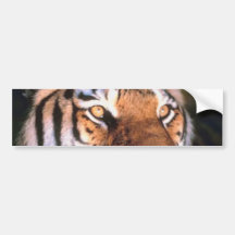 Beautiful Sitting Tiger Bumper Sticker