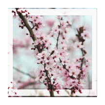 Beautiful Spring Cherry Blossom Gallery Wrapped Canvas