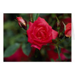 Beautiful Starina Miniature Rose 'Meigabi' Cards