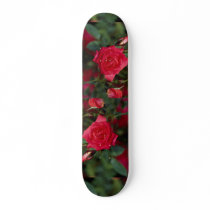 Beautiful Starina Miniature Rose 'Meigabi' Skateboards