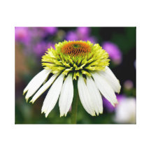 Beautiful summer flower gallery wrapped canvas